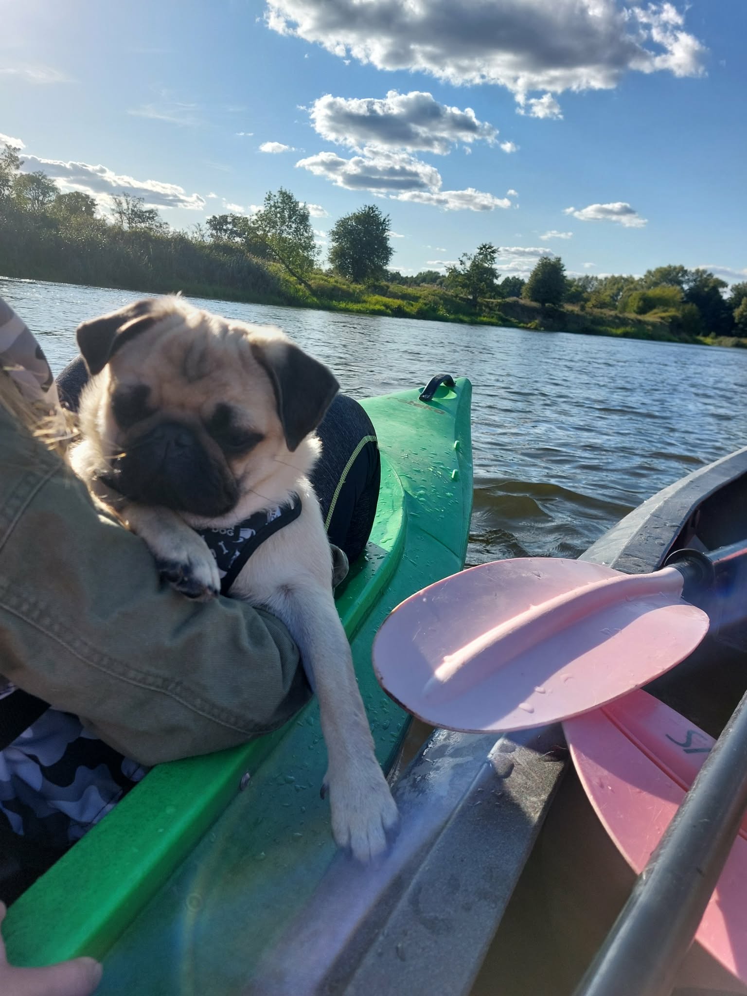 kajak z psem w środku i horyzontem w tle